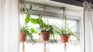 Here you'll find 22 awesome houseplants that work amazingly well in hanging baskets and what's great is indoor hanging plants truly add a unique touch to your home or office decor and are generally easy to maintain as long as you follow a. Best Stylish Indoor Hanging Planters 2021 Apartment Therapy