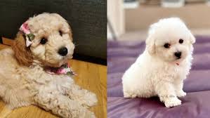 Also referred to as the bichpoo, this breed is small but mighty, and highly adaptable to a range of home types and other pets such as cats. Bichon Poodle Mix Truth About Poochon Dogs