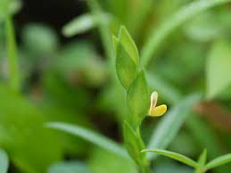 Image result for Zornia pratensis