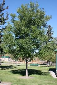 These trees were the selected cultivar prairie spire, fraxinus pennsylvanica rugby (green ash). Trees