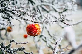 See full list on extension.psu.edu Find The Right Fruit Tree For Your Growing Zone
