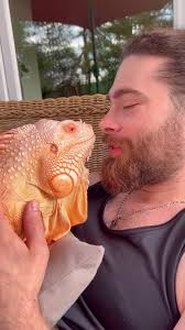 Iguana Camaleão Verde