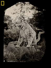 6 Extinct Animals That Could Be Brought Back To Life Extinct Animals Animals Extinction