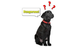 Are Labradors Dangerous