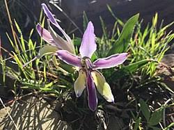 Image result for Babiana bainesii