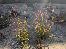 Image result for Setaria grandis