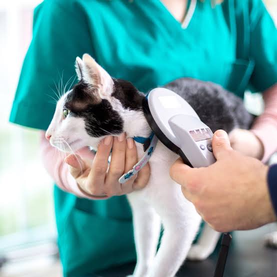 Pet Microchipping In Baltimore, MD 21224 | Eastern Animal Hospital