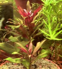 Image result for Laurembergia repens