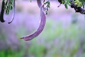 Image result for Tricliceras mossambicense