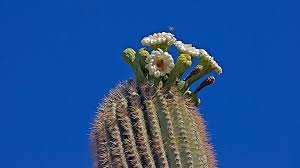 Flower is an unincorporated community in braxton county, west virginia, united states. Capturing The Moment The Arizona State Flower Graces The Spring Desert Becoming Is Superior To Being
