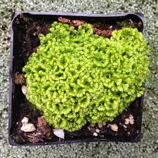 Image result for Selaginella soyauxii