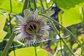 Image result for Passiflora morifolia