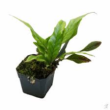 Image result for Pyrrosia