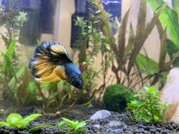 A simple picture like the one here does not give the betta true credit. Meet Kaminari The Mustard Gas Betta I Hardly Ever Call Him By Name Haha Also He Never Flares Is That Normal He S Extremely Laid Back In His 17 Gal Bettafish