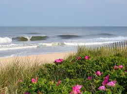 Cape Cod Beach Roses Sand Dunes My Idea Of Heaven Cape Cod Beaches Seascape Summer Aesthetic