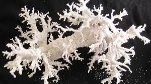 Check spelling or type a new query. When Lightning Strikes Sand Otherworldly Glass Sculptures Are Formed Wqad Com