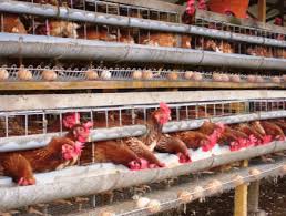 We did not find results for: Cara Budidaya Ayam Petelur Pemeliharaan Hingga Panen Melimpah