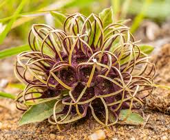 Image result for Brachystelma