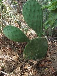 Note that no matter how much rinsing you do, nopales cactus pads are still going to have a silky, slippery texture somewhat similar to okra. Nopales