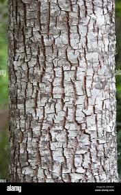 Image result for Maytenus