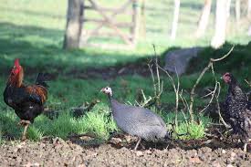 By spring, three guinea fowl had become three guineas and a brood of at least seventy keets. Guinea Fowl Insteading