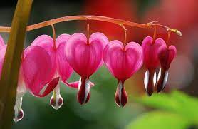 Late For Valentines Day Love Flowers Bleeding Heart Flower Heart