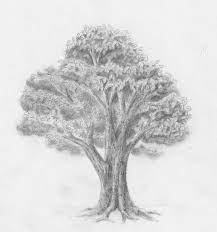 Setzen sie den baumstamm und die stärksten äste klar und deutlich. Laub Baum Zeichnen Lernen Zeichenkurs