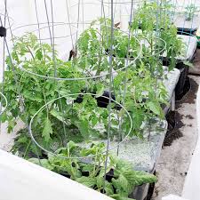 You should always plant only one tomato plant per cage. Tomato Cages For Tall Tomato Plants Brooklyn Farm Girl