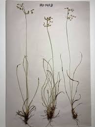 Image result for Fimbristylis dichotoma