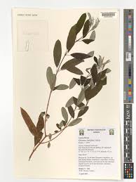 Image result for Ozoroa