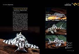 小型 異型 種類