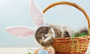 If you would like a house rabbit, i would recommend that you visit your local shelter or rabbits you can buy a rabbit, ferret, or hamster ball at a pet store like petsmart, or petco. You Can Get Free Family And Pet Photos With The Easter Bunny At Petsmart