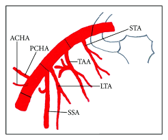 The internal thoracic artery (which arises from the subclavian artery) supplies the breast region and anterior. Schematic Representation Of Normal Branching Pattern Of Axillary Artery Download Scientific Diagram