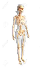 There are three layers of muscles in the abdominal wall. Illustration Of Female Skeleton Side View Stock Photo Picture And Royalty Free Image Image 29909802