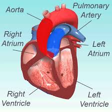 Ver más ideas sobre sagrado corazon de jesus, corazon de jesus, sagrado corazon. Enfermedades Del Corazon En Adultos La Guia Del Paciente Para Corazon Los Pulmones Y La Cirugia Esofagica