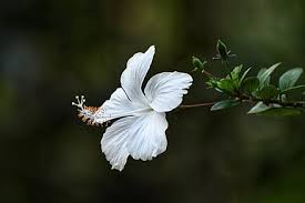 The ovary and other female parts of the flower lie in the main structure, called the pistil. Hibiscus Rosa Sinensis Wikiwand