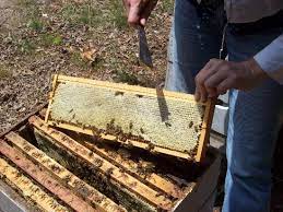 Basic Needs Of A Honey Bee Colony A Start Bee Colony Honey Bee Bee Keeping