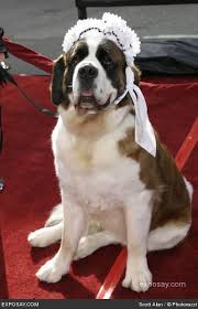 Pin By Sarah Giacona On My Reason For Living St Bernard Dogs Pet Costumes Puppies And Kitties