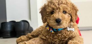 Only inexperienced breeders can sell their puppies on the cheap. Mini Goldendoodle Breed Country Mini Doodle Farms