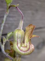 Image result for Aristolochia heppii