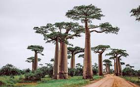 Madagascar's eligibility for preferential trade benefits under the african growth and opportunity act was reinstated in january 2015. Madagascar Travel Restrictions Covid Tests Quarantine Requirements Wego Travel Blog