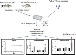 The page provides the exchange rate of 495 euro (eur) to indian rupee (inr), sale and conversion rate. In Vitro Effects Of Virgin Microplastics On Fish Head Kidney Leucocyte Activities Sciencedirect