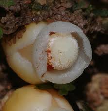 Image result for Apodanthaceae