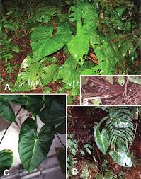 Image result for Culcasia orientalis