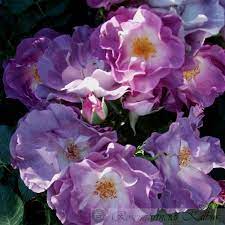 The advantage of buying a rose in a pot is that you can select the plant yourself during a visit to our nursery and gardens, giving you the opportunity to see the rose in flower prior to purchasing. Blue For You Moderne Beetrosen