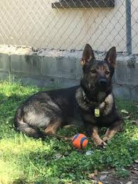 Texas german shepherds in houston. Akc German Shepherd Puppies Sables For Sale In Magnolia Texas Classified Americanlisted Com
