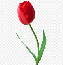 download large png red tulip png images background toppng toppng