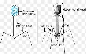 In 1962, walter fiers and robert sinsheimer had already demonstrated the physical, covalently closed circularity of φx174 dna. Virus Bacteriofago Procariota Lambda Fago Bacterias Bacteriofago Angulo Biologia Png Pngegg