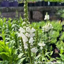 Image result for Physostegia