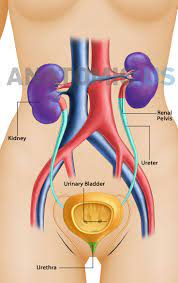 Urinary System Female Anatomy Organs Anatomy Flashcards Human Body Vocabulary